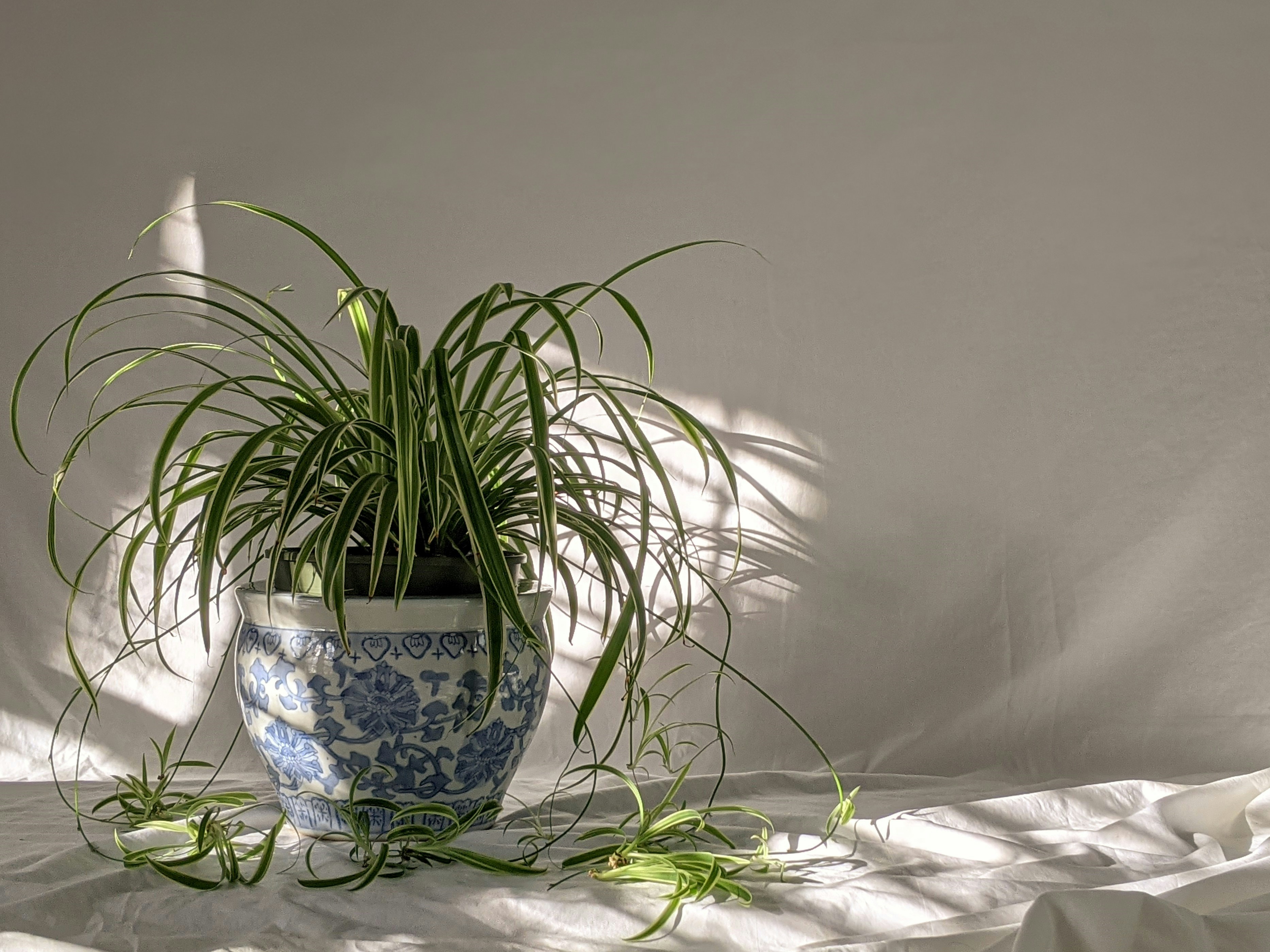 Spider Plant, a beginner-friendly air purifying houseplant